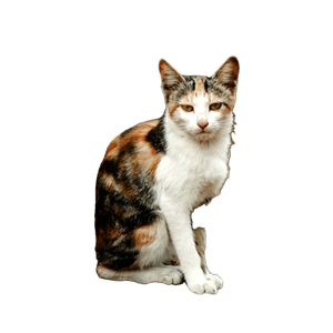 A Beautiful Calico Cat Sitting On The Ground In Okara, Punjab, Pakistan. 17895 - Cat PNG image with transparent background
